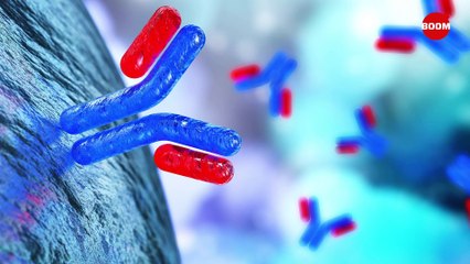 Explained: How Effective is Monoclonal Antibodies Therapy for COVID-19 | BOOM | Covid19 India