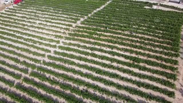 Hasadına başlanan erkenci üzüm, verimiyle üreticiyi sevindirdi