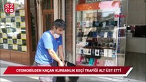 Otomobilden kaçan kurbanlık keçi trafiği alt üst etti