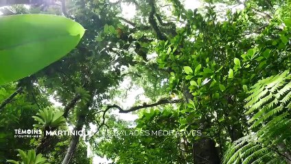 Martinique - Les balades méditatives