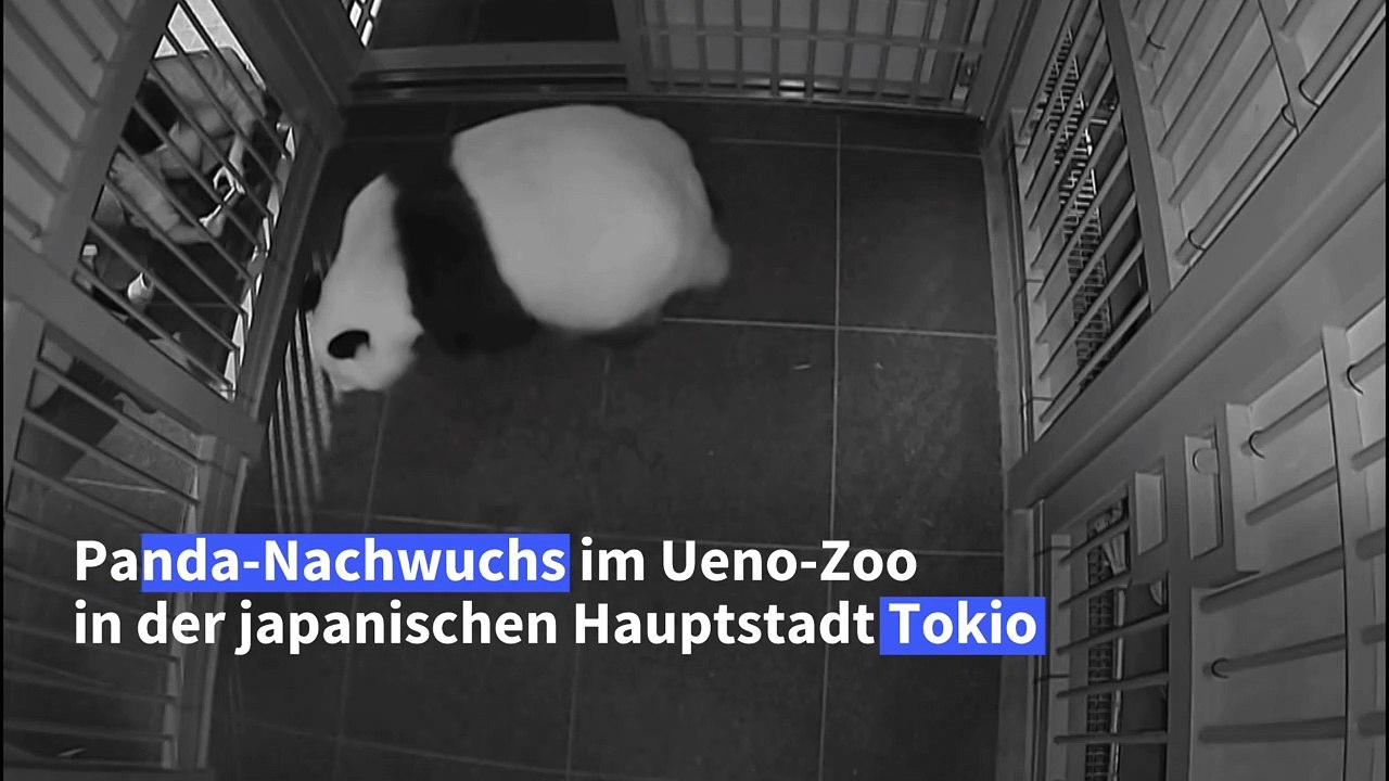 Zoo in Tokio freut sich über zweifachen Panda-Nachwuchs