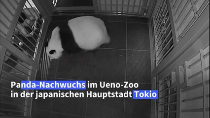 Zoo in Tokio freut sich über zweifachen Panda-Nachwuchs