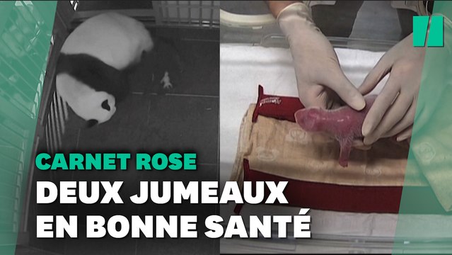 Naissance rare de pandas jumeaux dans ce zoo de Tokyo
