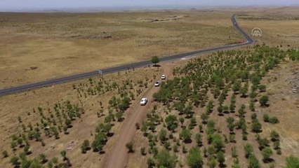 DİYARBAKIR - Karacadağ'da yabani buğday tohumlarının izini sürüyorlar