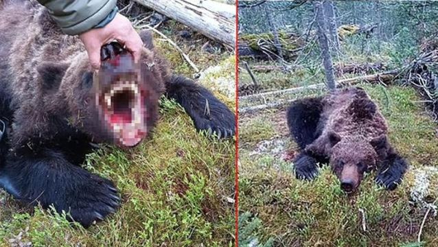 Rusya'da dehşete düşüren olay! Canavar ayı, 16 yaşındaki çocuğu parçalara ayırıp yedi