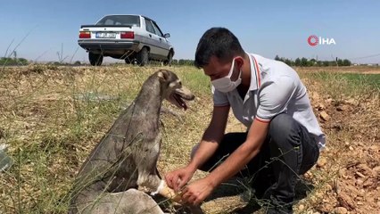 Yaralı köpek için seferber oldular