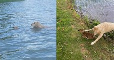 La vidéo du sauvetage d'un faon, qui échappe à la noyade grâce à un chien courageux, émeut les internautes