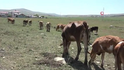 Ardahan Ziraat Odası Başkanı Latifşah Sural: Kuraklık nedeniyle "Şap hastalığı ile karşı karşıyayız"