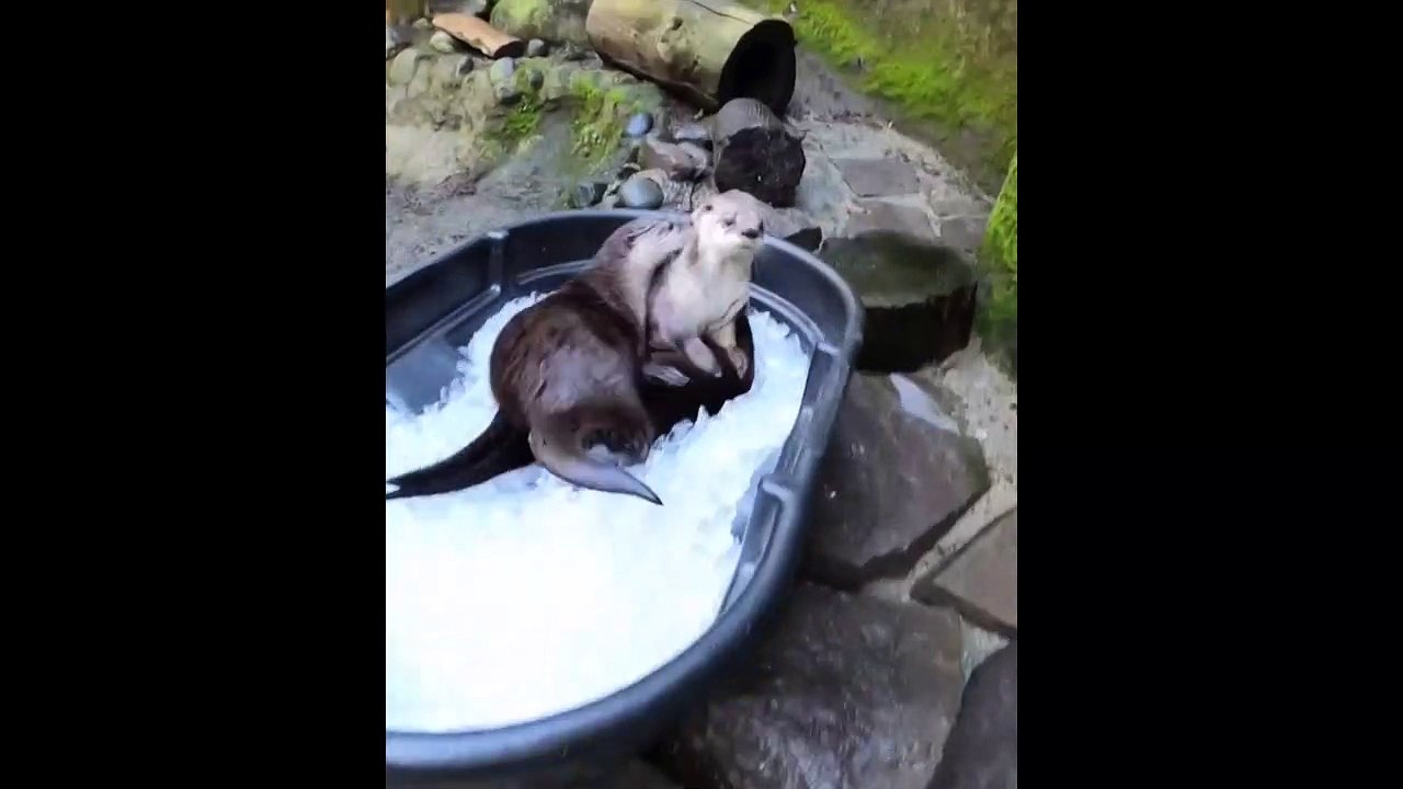 Ein Eisbad für hitzegeplagte Otter