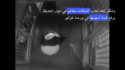 ولادة توأمي باندا في حديقة حيوانات في طوكيو