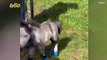 Must See! This Tiny Horse Is No Bigger Than His Puppy Pals