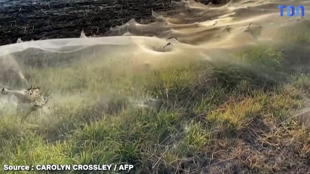Une mer de toiles d’araignée en Australie après des inondations
