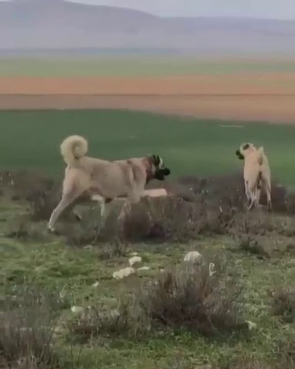 KANGALLAR GOREV BASINDA ASAYiS FUL BERKEMAL - KANGAL SHEPHERD DOGS