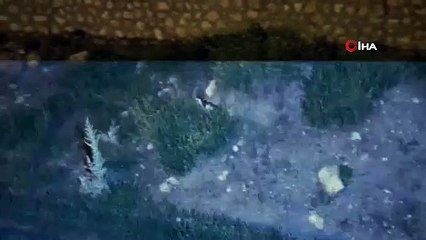 - Derede mahsur kalan kedi ile kirpi kurtarıldı