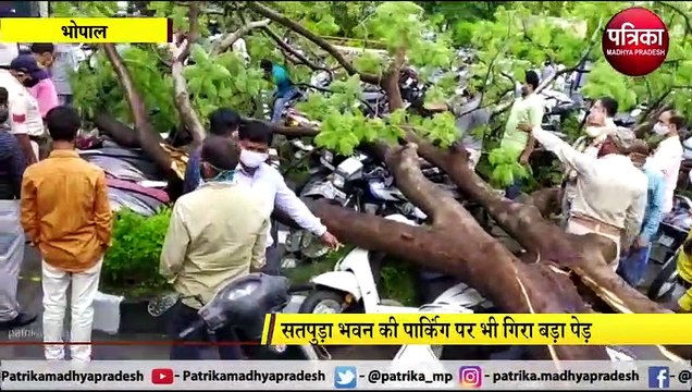 BHOPAL: राजधानी में भारी बारिश के बाद पेड़ धराशाही