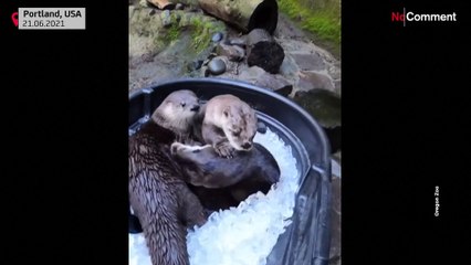 Une loutre se rafraîchit pendant la vague de chaleur aux Etats-Unis