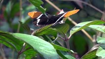 أكبر عدد من الفراشات في العالم موجود في كولومبيا بحسب دراسة