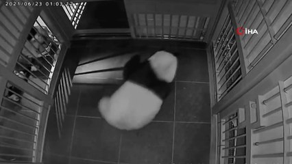 - Japonya’da panda ikiz bebek dünyaya getirdi