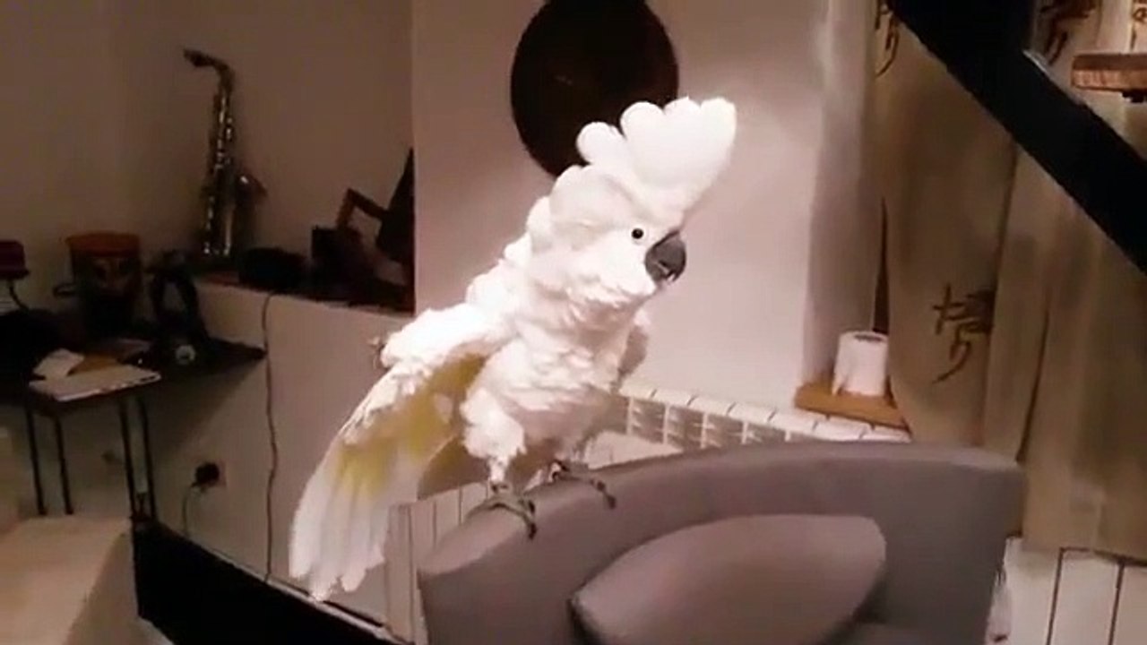 Dancing cockatoo kakadu parrot - فيديو Dailymotion