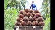 Asia Oil Palm Farm and Harvest - Oil Palm Cultivation Technology