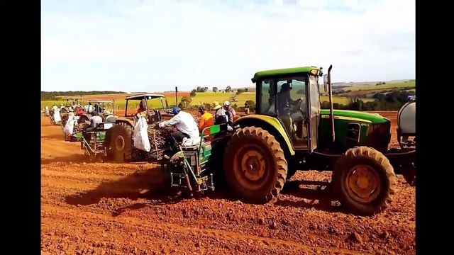Asian Agriculture Technology Farm - Cassava Cultivation Farming and Harvesting