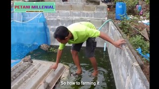 Asian Frog Farming - How to Frog farming step by step