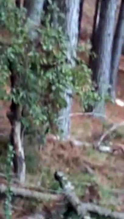 Leão-baio é flagrado em Painel, na Serra Catarinense