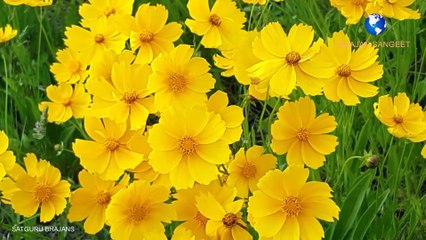 गुरु महाराजी भजन | Prem rawat bhajan | Do din ki zindagi hai superhit hindi hd bhajans | Guru maharaji bhajan  by Suman and team