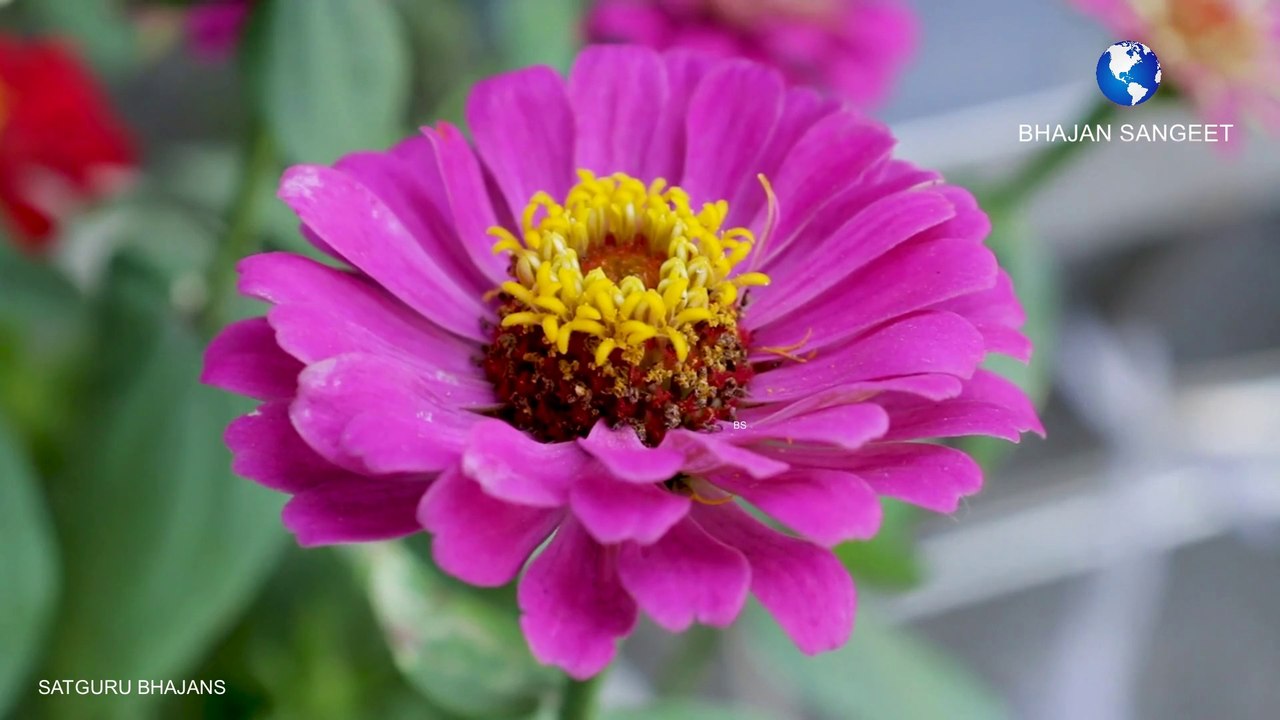 गुरु महाराजी भजन | Prem rawat bhajans | Guruji aatamgyan hindi hd bhajans  | Satguru maharaji bhajans by suman & team