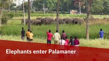 Elephant herd enters fields in Andhra’s Palamaner, panic ensues