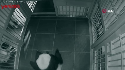 Panda ikiz bebek dünyaya getirdi! İşte o mucizevi anlar...