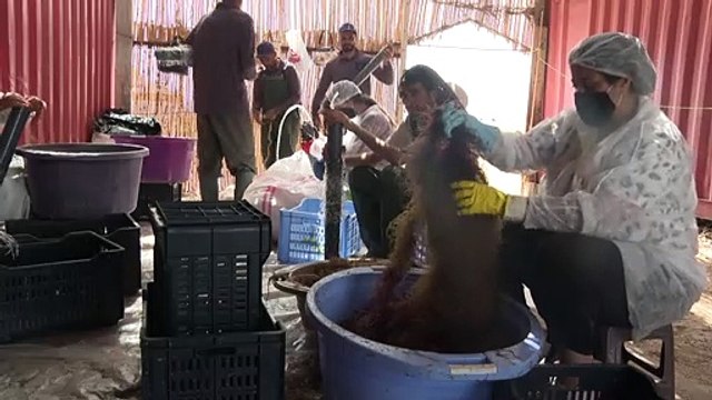 زراعة الطحالب الحمراء تجعل من تونس رائدة في المجال في حوض المتوسط