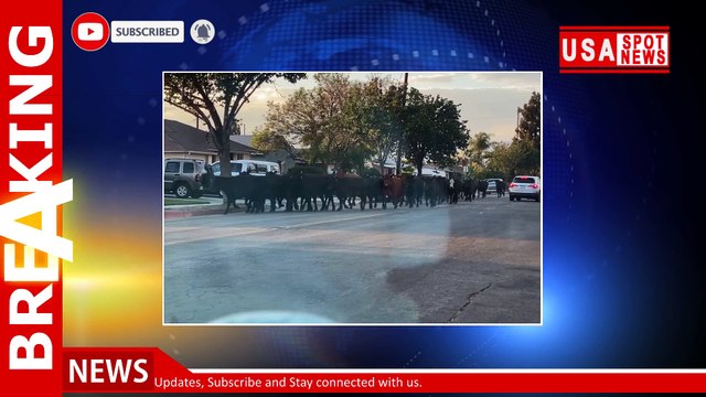 Holy cows! Herd escapes slaughterhouse, wreaks havoc on neighborhood