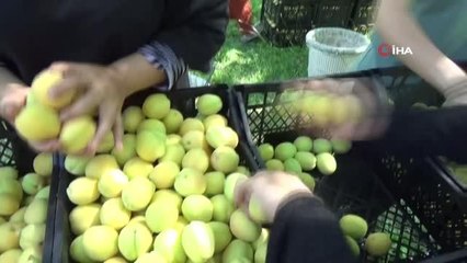 Sarı altın iç piyasanın yanı sıra yurt dışına da ihraç ediliyor