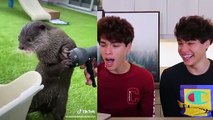 The CUTEST Animals on Tik Tok❤