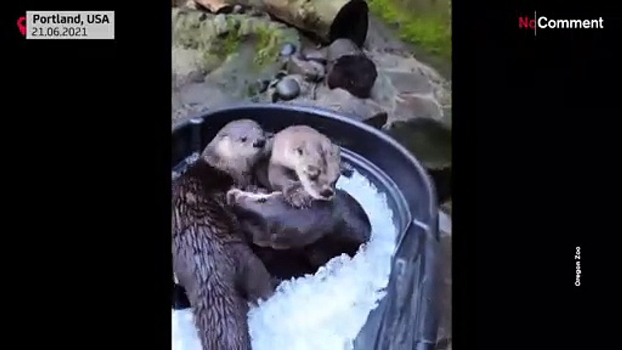 Otter baden im Eis und essen Eiswürfel