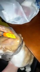 Cat Caught with Head in Cookie Jar