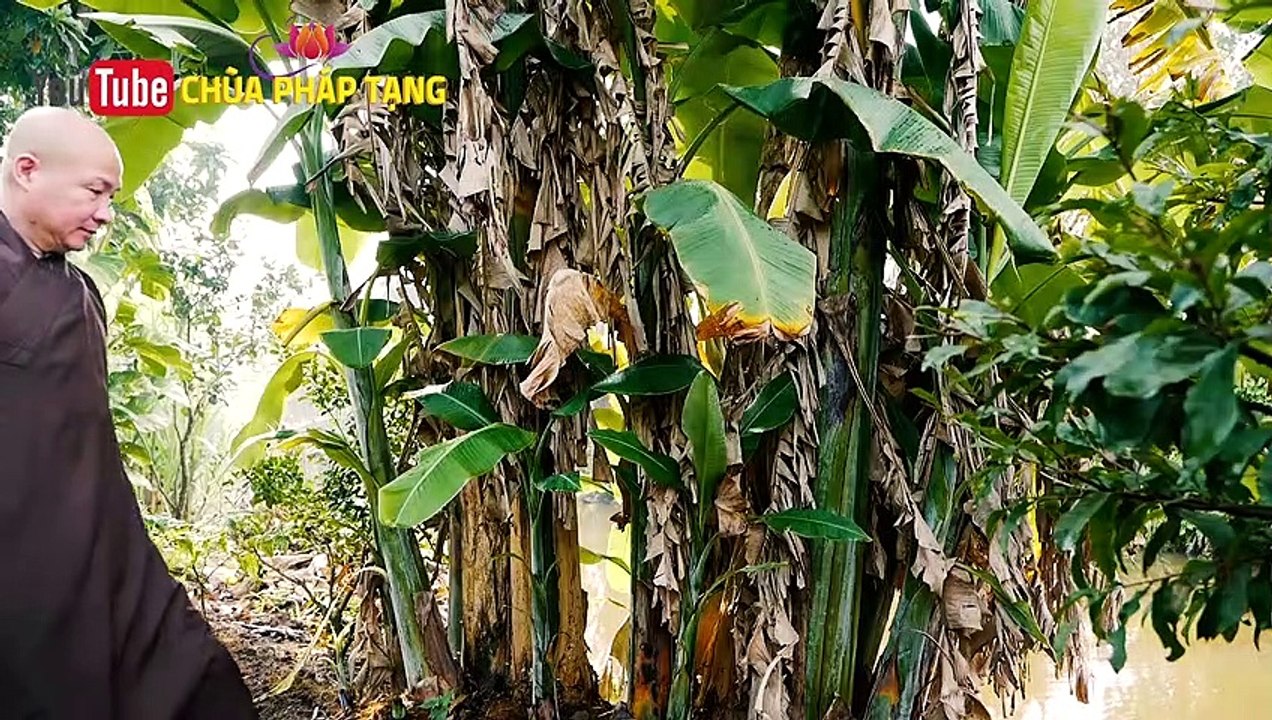 Viêm Tai Giữa Đau Nhức / Otitis Media -  Nấm Lỗ Tai, Dân Gian Gọi Thúi Lỗ Tai, Cực Kỳ Công Hiệu