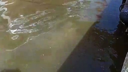 Bodrum'un kronikleşen altyapı sorunu: Deniz lağım kokuyor