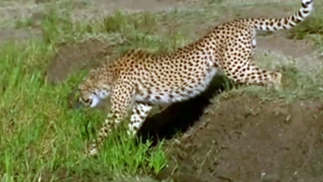 Adorable Cheetah Brothers Learn To Cross Water  Fast Track to Freedom | Wild Animals