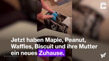 Ein neues Zuhause für vier kleine Kätzchen