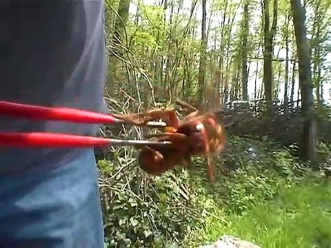 Voilà à quoi ressemble une reine FRELON... Impressionnant