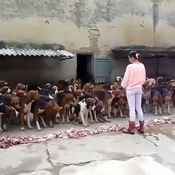Elle maitrise 50 chiens de chasse... Incroyable