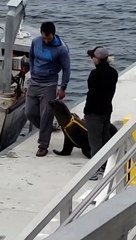 Sea Lion Follows For Fish