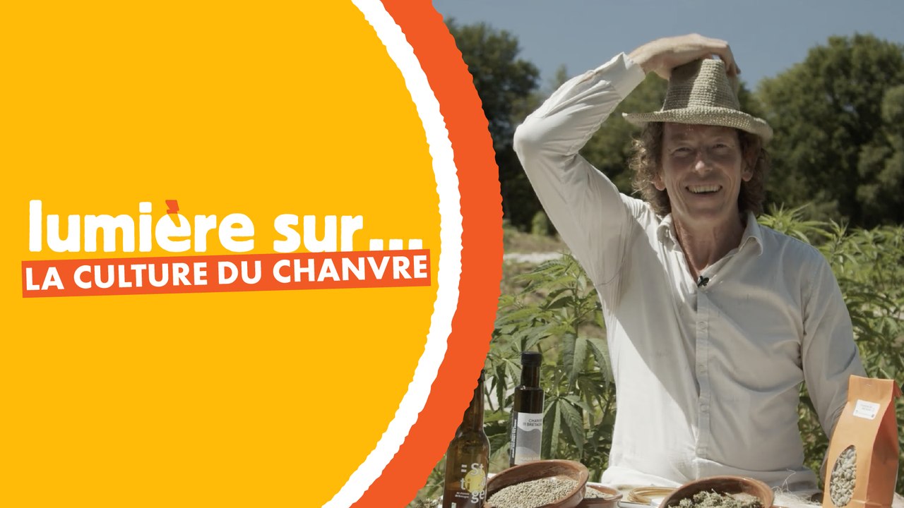 Lumière sur : la culture du chanvre