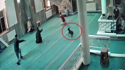 Camiye giren Bulldog cinsi köpek, cemaate korku dolu anlar yaşattı