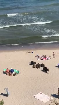 Insolite : une harde de sangliers sauvages au milieu des touristes sur une plage en Pologne