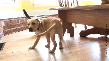 ¡Un guepardo y un perro se convierten en inseparables!