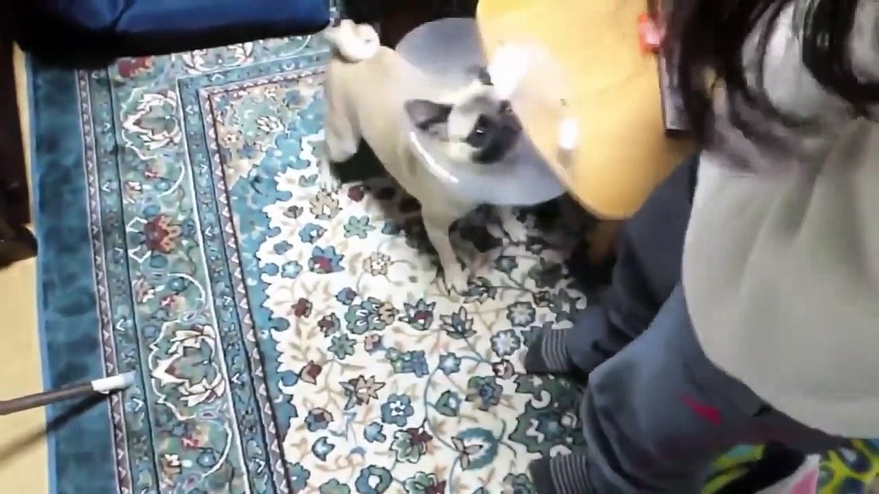 TOP 10 dog barking videos compilation ♥ Dog barking sound - Funny dogs