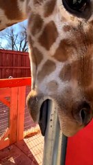 Giraffe Scratches Tongue on Post